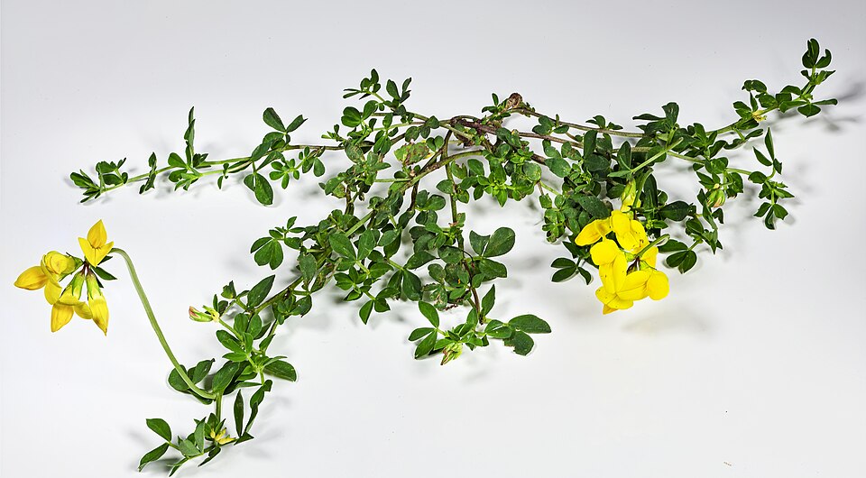 Bird's-foot Trefoil