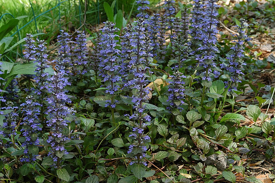 Bugle