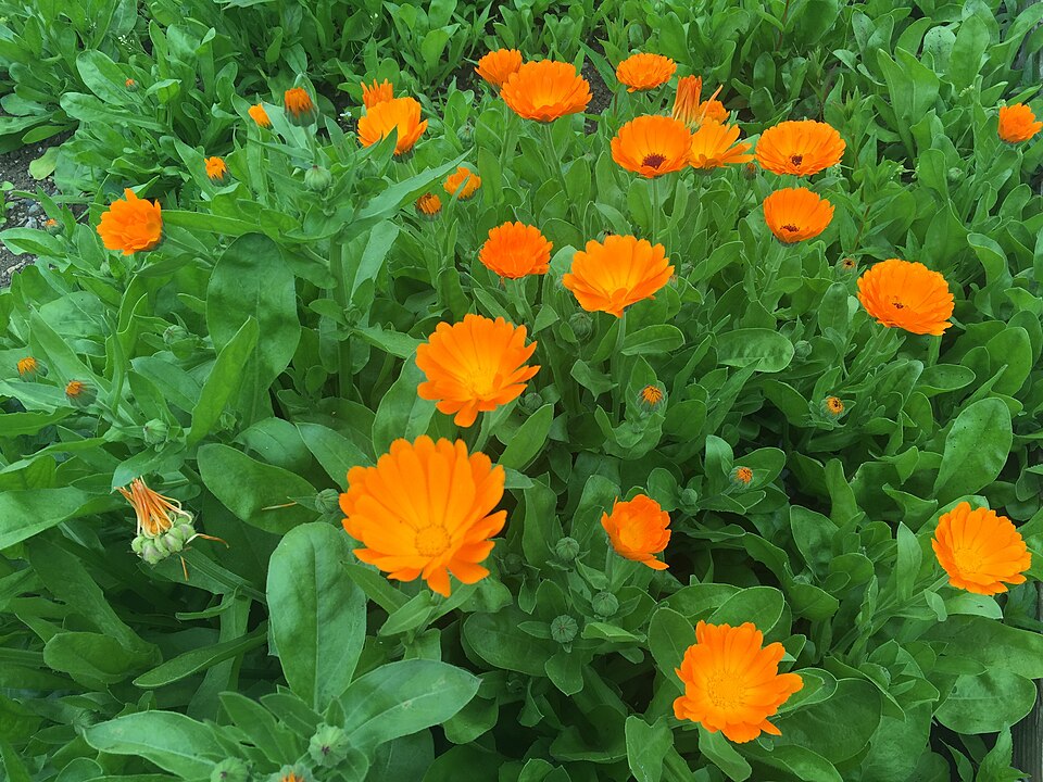 Pot Marigold