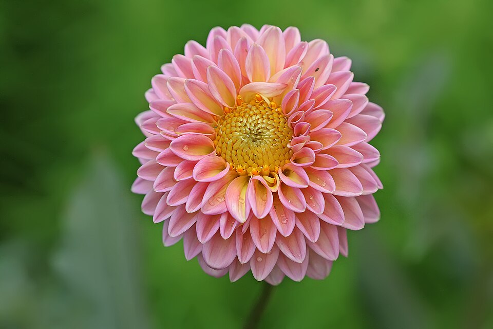 Single-flowered Dahlia