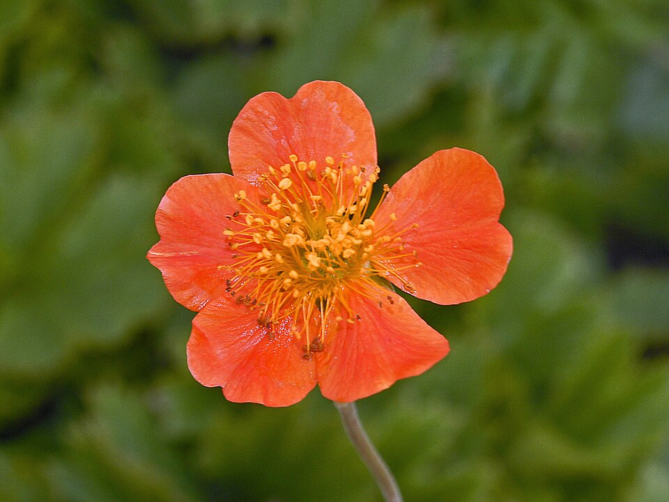 Geum