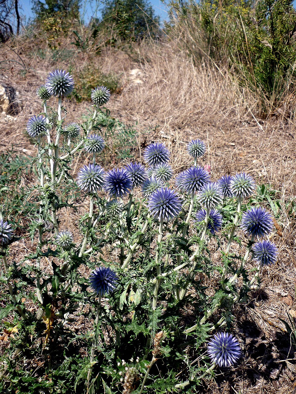 Globe Thistle