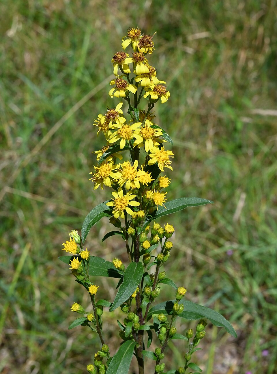 Goldenrod