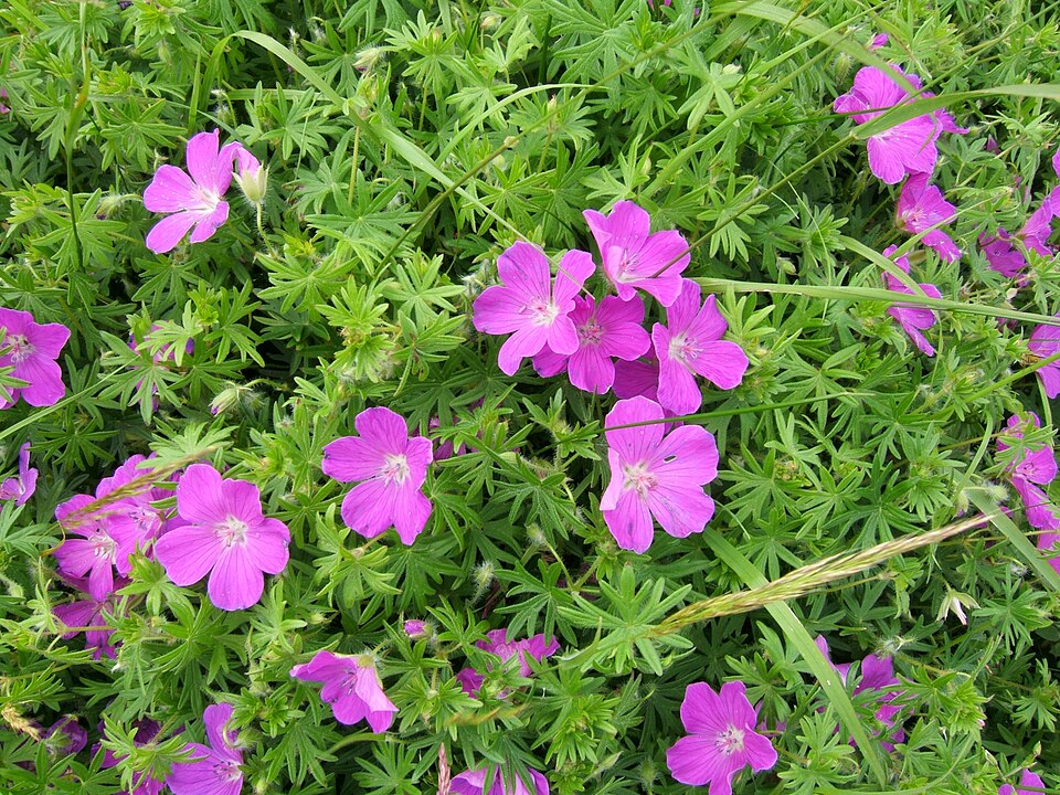 Hardy Geranium 'Rozanne'