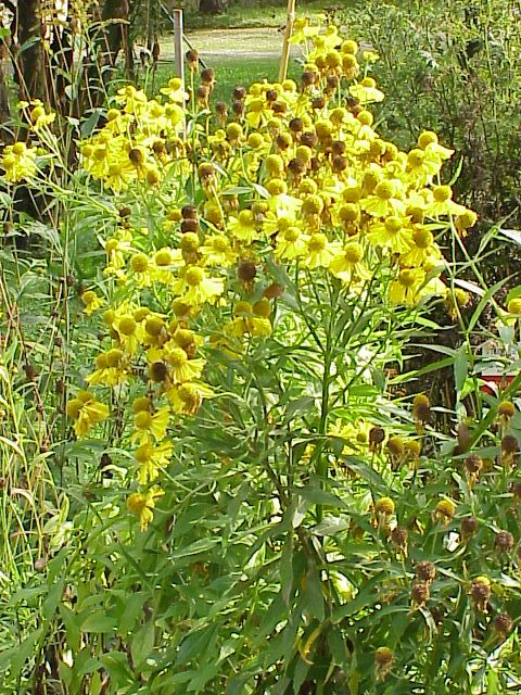 Helenium