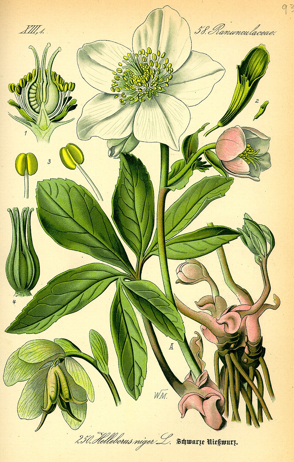 Hellebore