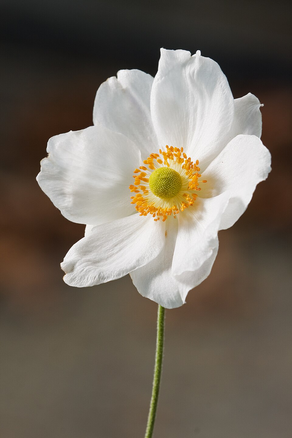 Japanese Anemone