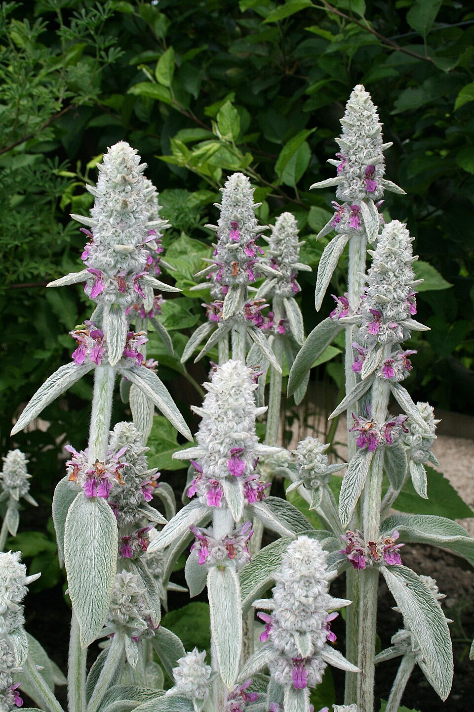 Lamb's-ear