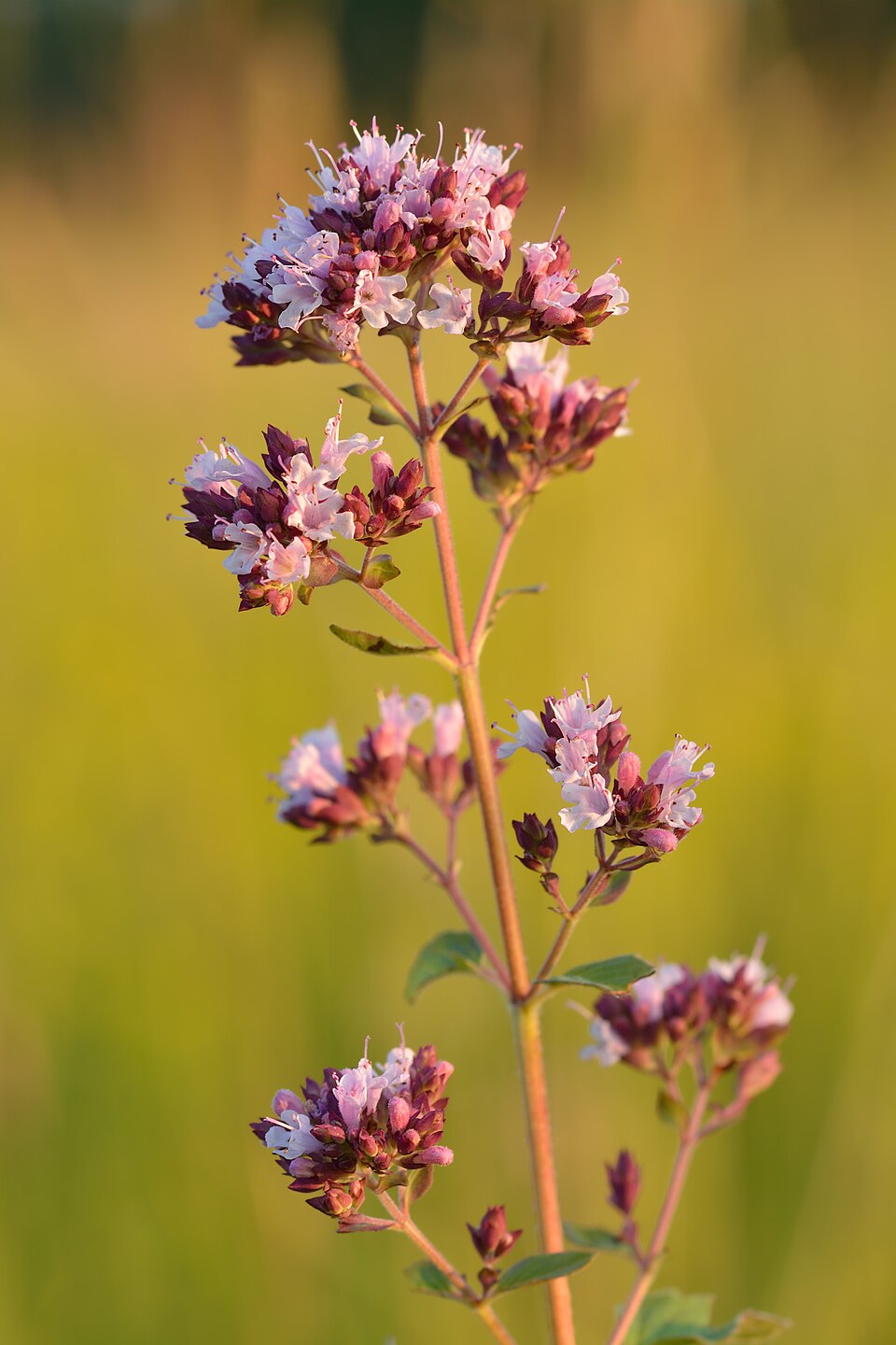 Wild Marjoram