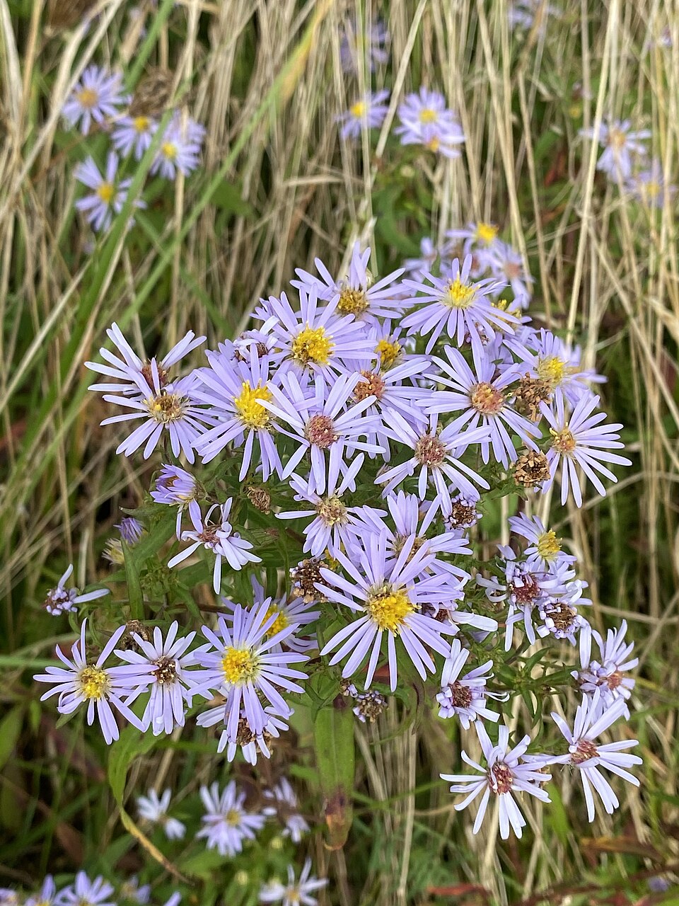 Michaelmas Daisy