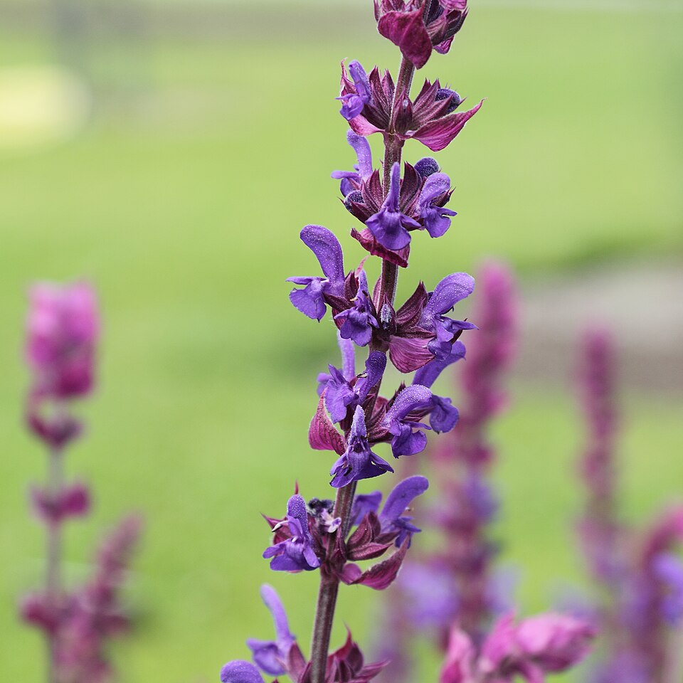 Wood Sage Salvia