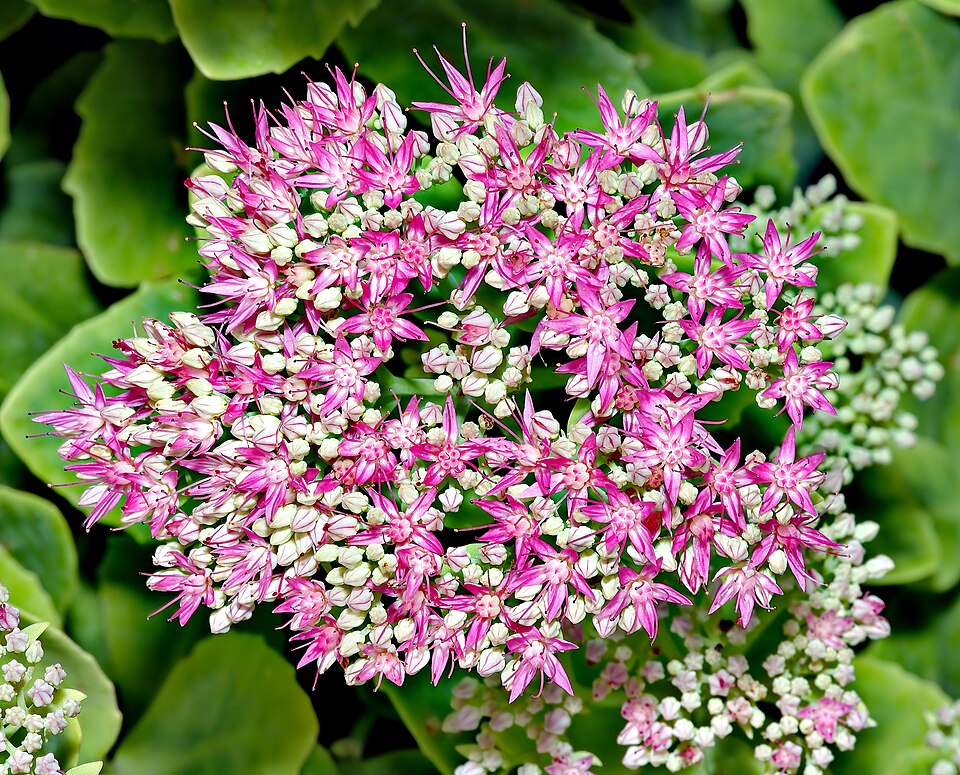 Ice Plant