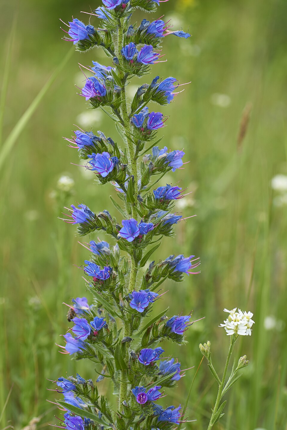 Viper's-bugloss