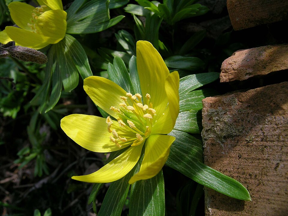 Winter Aconite